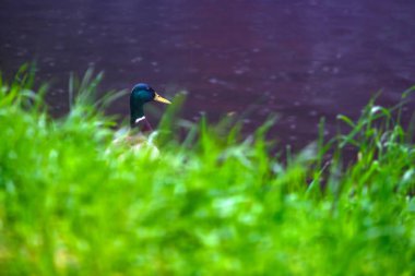 Nehrin kıyısındaki yeşil çimlerde yalnız bir drake yağmurda suya bakar..