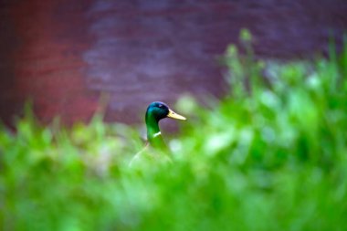 Nehrin kıyısındaki yeşil çimlerde yalnız bir drake yağmurda suya bakar..