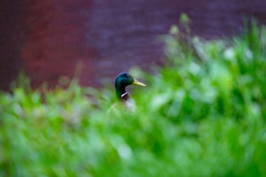 Nehrin kıyısındaki yeşil çimlerde yalnız bir drake yağmurda suya bakar..