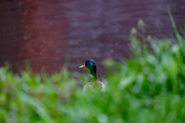 Nehrin kıyısındaki yeşil çimlerde yalnız bir drake yağmurda suya bakar..