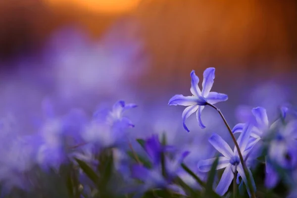 Ground Level Flowers Magical Light Can Used Natural Blur Background — Stock Photo, Image