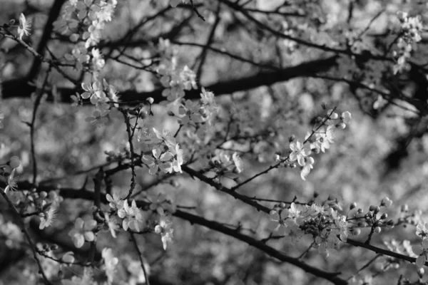 Branch Small White Flowers Cherry Blossoms Spring Can Used Background — Stock Photo, Image