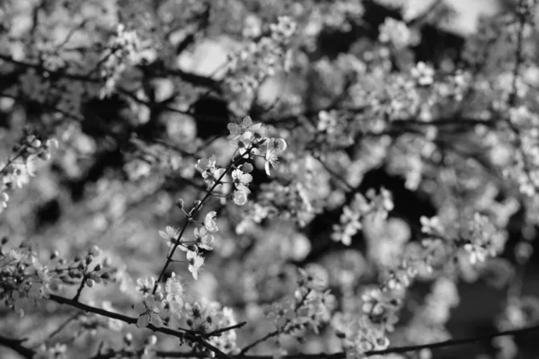 Branch Small White Flowers Cherry Blossoms Spring Can Used Background — Stock Photo, Image