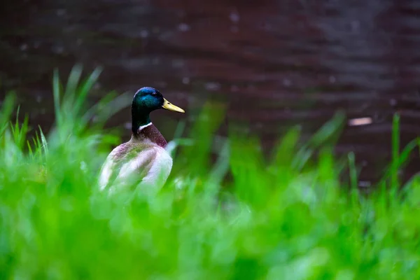 Nehrin Kıyısındaki Yeşil Çimlerde Yalnız Bir Drake Yağmurda Suya Bakar — Stok fotoğraf