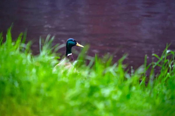 Lonely Drake Green Grass River Looks Water Rain — Stock Photo, Image