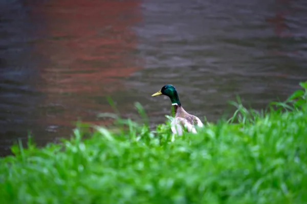 Drake Grama Verde Pelo Rio Olha Para Água Chuva — Fotografia de Stock