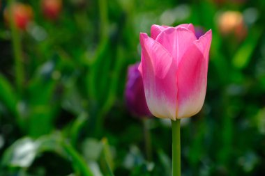 Bulanık arkaplanda güzel pembe lale çiçeği, yakın plan.