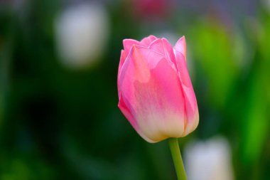 Bulanık arkaplanda güzel lale çiçeği, yakın plan.