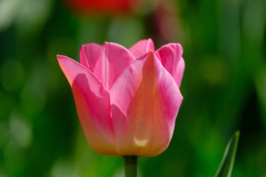 Bulanık arkaplanda güzel pembe lale çiçeği, yakın plan.