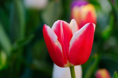 Bulanık arkaplanda güzel kırmızı lale çiçeği, yakın plan.