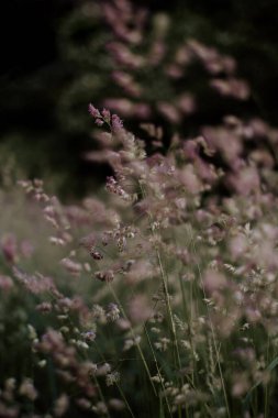 Soyut bulanık doğal arka plan çiçek açan bentgrass, çayırda otlar