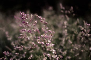 Çiçek açan çimenler, çayırda otlar, yakın plan..