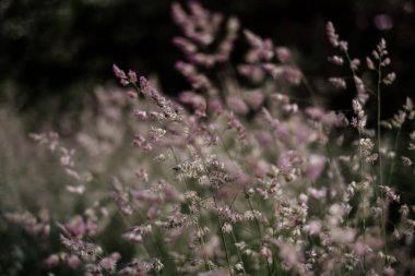 Soyut bulanık doğal arka plan çiçek açan bentgrass, çayırda otlar