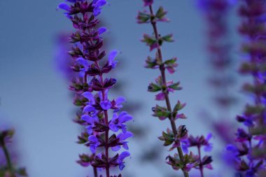 Bulanık bir arkaplanda, yakın plan eflatun çiçekleri..