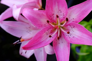 Koyu arkaplanda üç pembe zambak çiçeği.