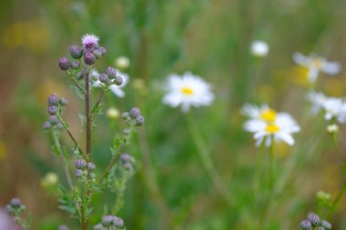 Sürünen devedikeni çiçekleri, yeşil bulanık arka planla yakınlaşır.