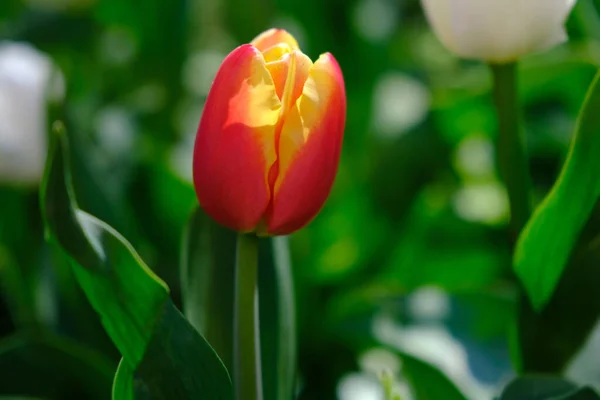 Vacker Röd Gul Tulpan Blomma Suddig Bakgrund Närbild — Stockfoto