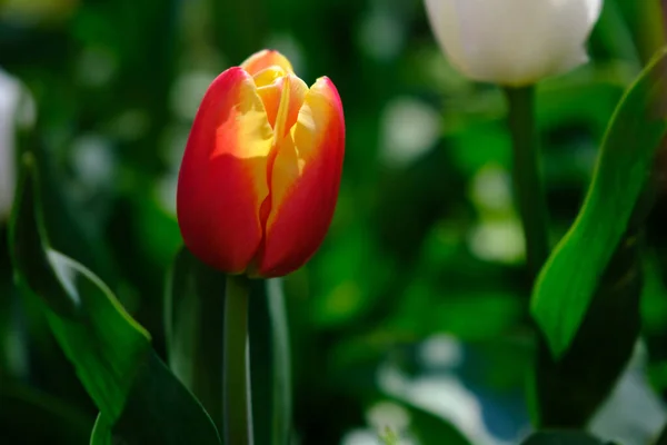 Vacker Röd Gul Tulpan Blomma Suddig Bakgrund Närbild — Stockfoto