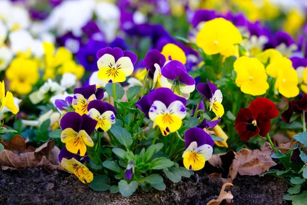 Lilac Yellow Variegated Pansies Close — Stock Photo, Image