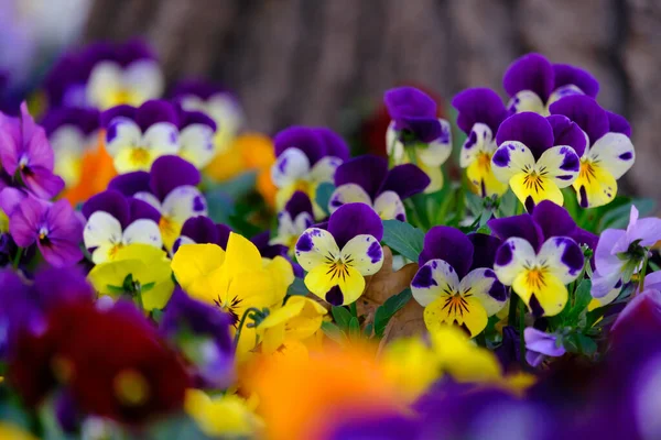 Lilac Žluté Pestrobarevné Macešky Detailní Záběr — Stock fotografie