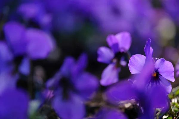 Latar Belakang Alami Kabur Abstrak Dengan Pansy Ungu Mekar Musim — Stok Foto