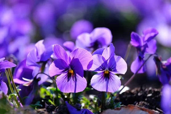 Beautiful Lilac Pansies Spring Close Can Used Blurred Natural Background — Stockfoto