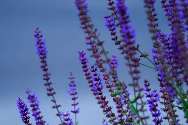 Flieder Lavendelblüten Auf Verschwommenem Hintergrund Nahaufnahme — Stockfoto