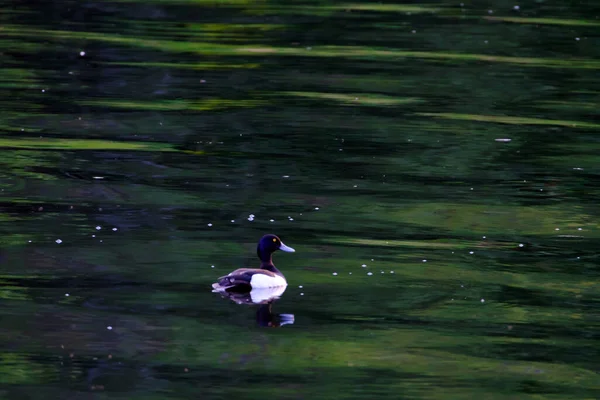Pato Drake Flutuando Água Com Belo Reflexo Verde — Fotografia de Stock