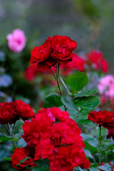 Όμορφα Ανθισμένα Κόκκινα Τριαντάφυλλα Κήπου Κοντινό Πλάνο — Φωτογραφία Αρχείου