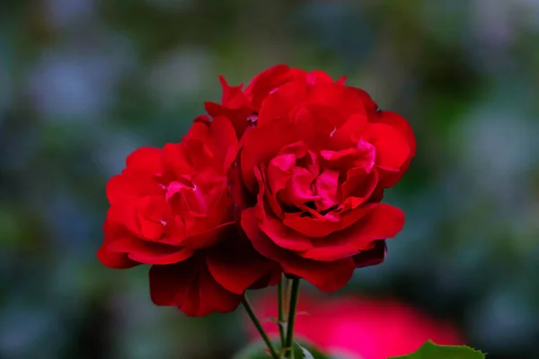 Bella Fioritura Rose Rosse Giardino Primo Piano — Foto Stock
