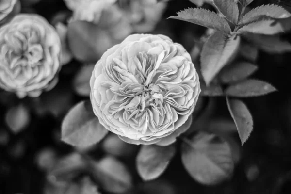 Blühende Gartenrosen Nahaufnahme Schwarz Und Weiß — Stockfoto