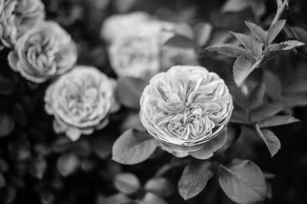 Kwitnący Ogród Róż Krzak Zbliżenie Czerni Bieli — Zdjęcie stockowe