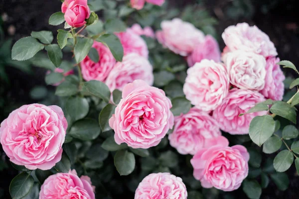 Kwitnący Krzew Róż Ogrodowych Pączkami Róż Zielonymi Liśćmi — Zdjęcie stockowe