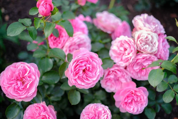 Jardin Fleuri Rosiers Buisson Avec Bourgeons Roses Feuilles Vertes — Photo