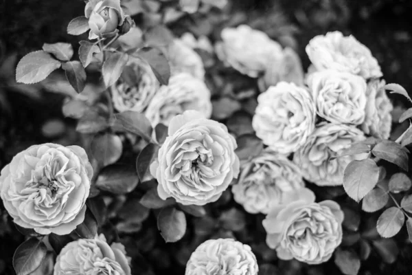 Blooming Garden Roses Bush Closeup Black White — Stockfoto