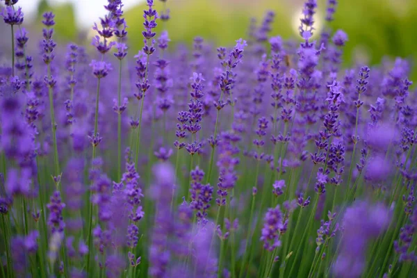 背景がぼやけて クローズアップでライラックラベンダーの花 抽象的な自然背景として使用できます — ストック写真