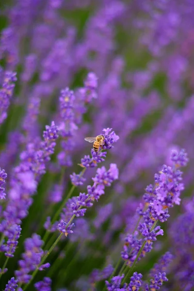 Flieder Lavendel Blüten Mit Einer Wespe Auf Einer Blume Auf — Stockfoto