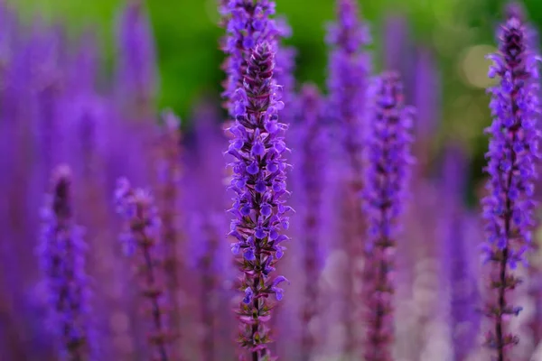 Lilac Levandule Květiny Rozmazaném Pozadí Zblízka Lze Použít Jako Abstraktní — Stock fotografie