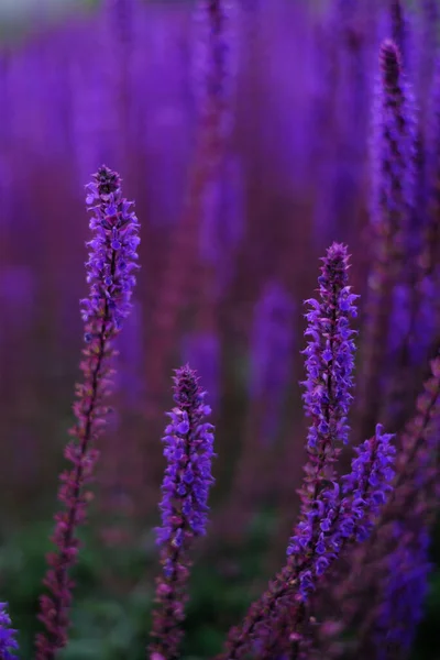 Lilac Levandule Květiny Rozmazaném Pozadí Zblízka Lze Použít Jako Abstraktní — Stock fotografie