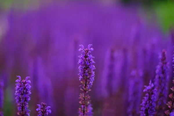 Lilac Lavender Flowers Blurred Background Close Can Used Abstract Natural — Stock Photo, Image