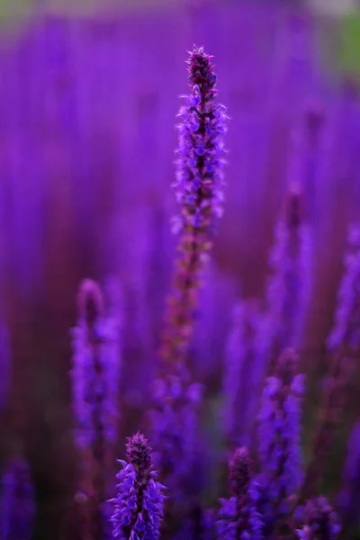 Lilás Flores Lavanda Fundo Desfocado Close Pode Ser Usado Como — Fotografia de Stock