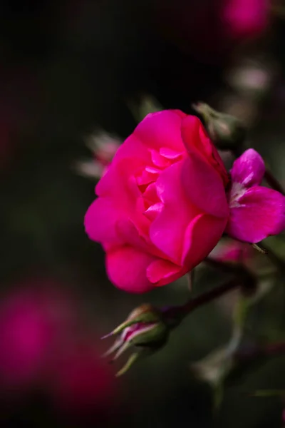Μακρο Ενός Λουλουδιού Ανθισμένου Τριαντάφυλλου Πομπονέλλας — Φωτογραφία Αρχείου