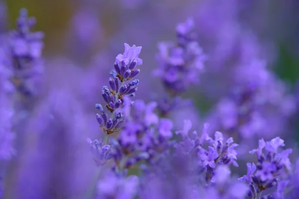 Lilac Levandule Květiny Rozmazaném Pozadí Zblízka Lze Použít Jako Abstraktní — Stock fotografie
