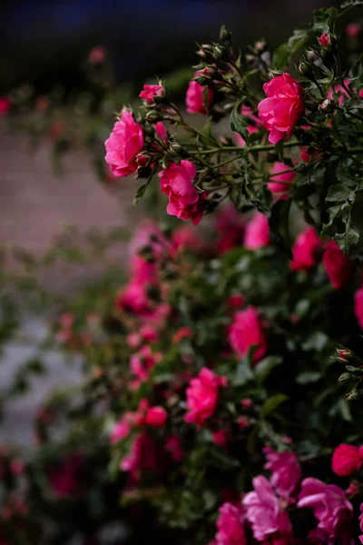 Цветущие Розы Помпонеллы Бутонами Роз — стоковое фото