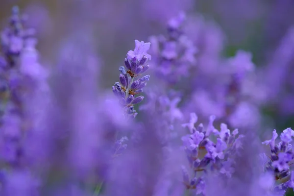 Fliederlavendelblüten Auf Verschwommenem Hintergrund Nahaufnahme Kann Als Abstrakter Natürlicher Hintergrund — Stockfoto