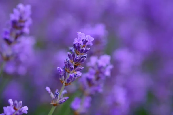 背景がぼやけて クローズアップでライラックラベンダーの花 抽象的な自然背景として使用できます — ストック写真