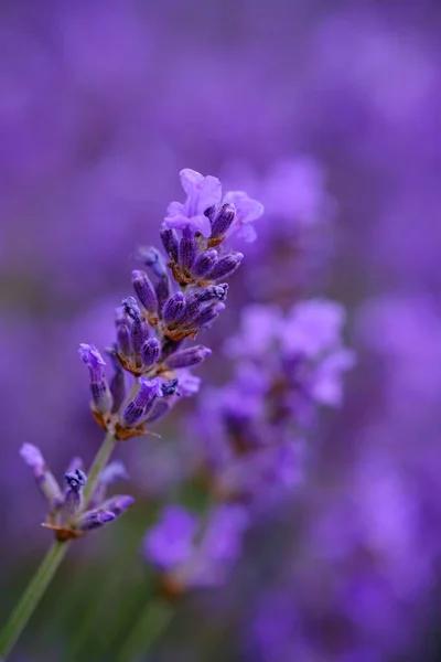 Lilac Lavender Flowers Blurred Background Close Can Used Abstract Natural — Stock Photo, Image