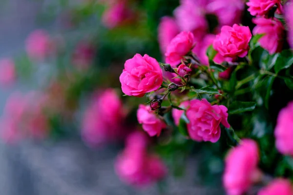 开了花的石榴 玫瑰丛生 有玫瑰芽 — 图库照片