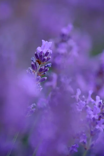 Fleurs Lavande Lilas Sur Fond Flou Gros Plan Peut Être — Photo