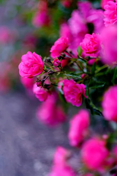 Blooming Pomponella Rose Bush Rose Buds — Stockfoto